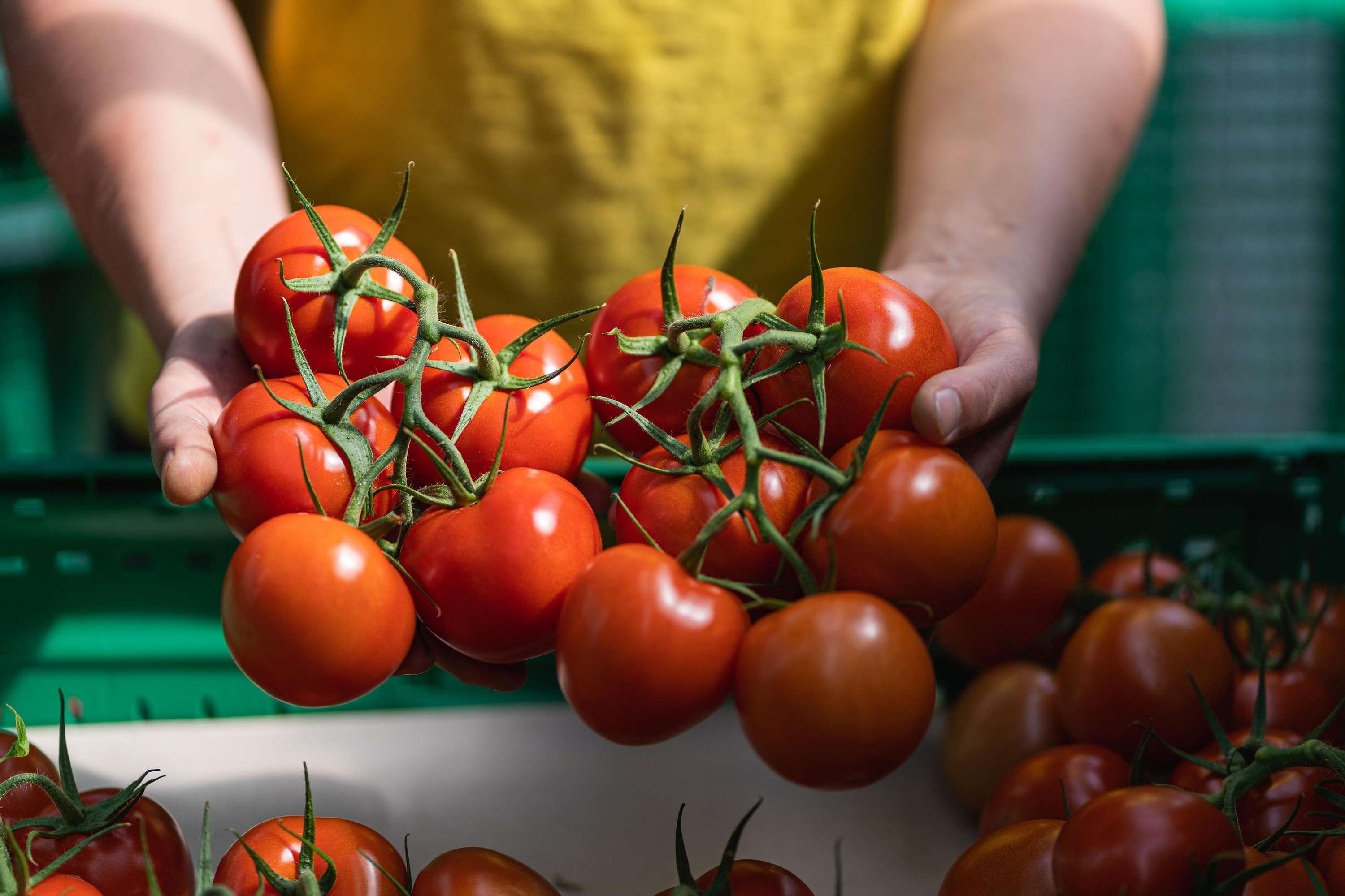 Zwei Hände halten frische rote Rispentomaten, im Hintergrund grüne Transportkisten mit weiteren reifen Tomaten.