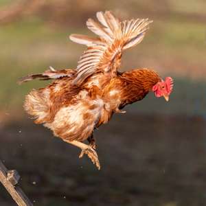 Hobby_Huehnerhaltung