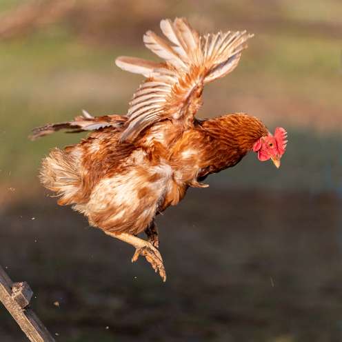 Hobby_Huehnerhaltung