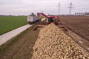 Rübenmaus bei der Verladung auf LKW