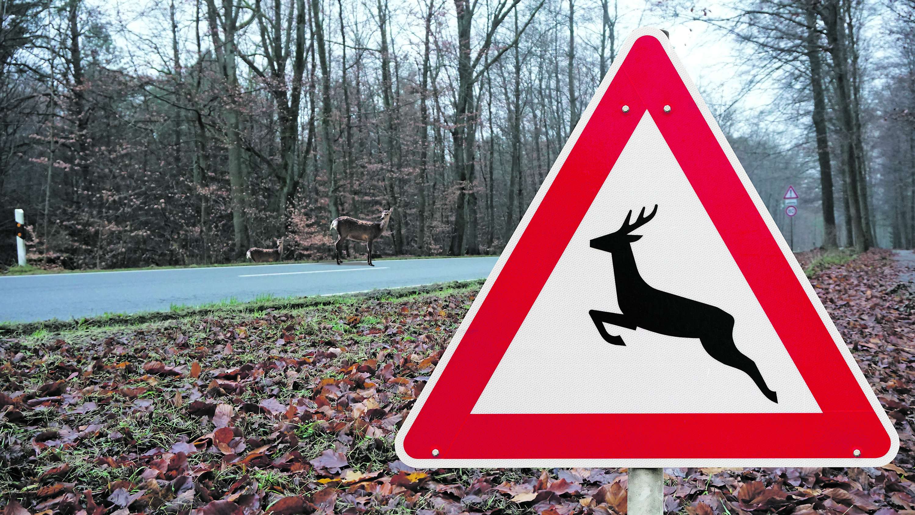 Verkehrstafel Achtung Wildwechsel neben einer Straße, die durch einen spätherbstlichen Wald führt