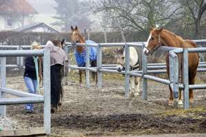 Pferd_auf_Koppel