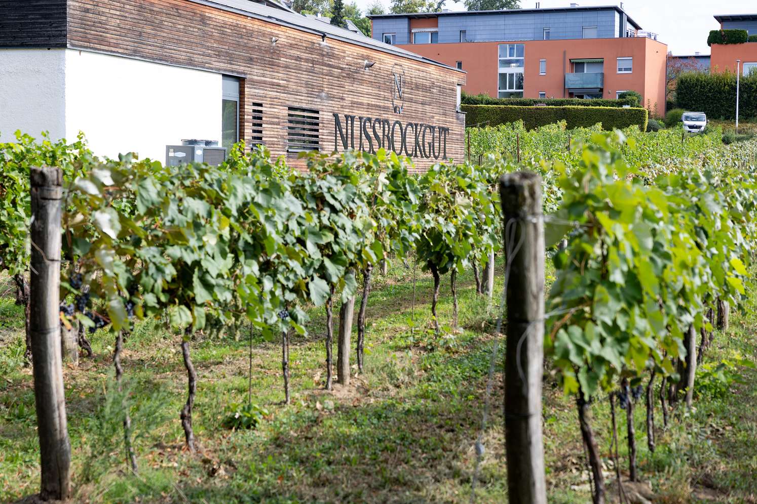 Weinreben in Oberösterreich