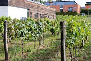 Weinreben in Oberösterreich