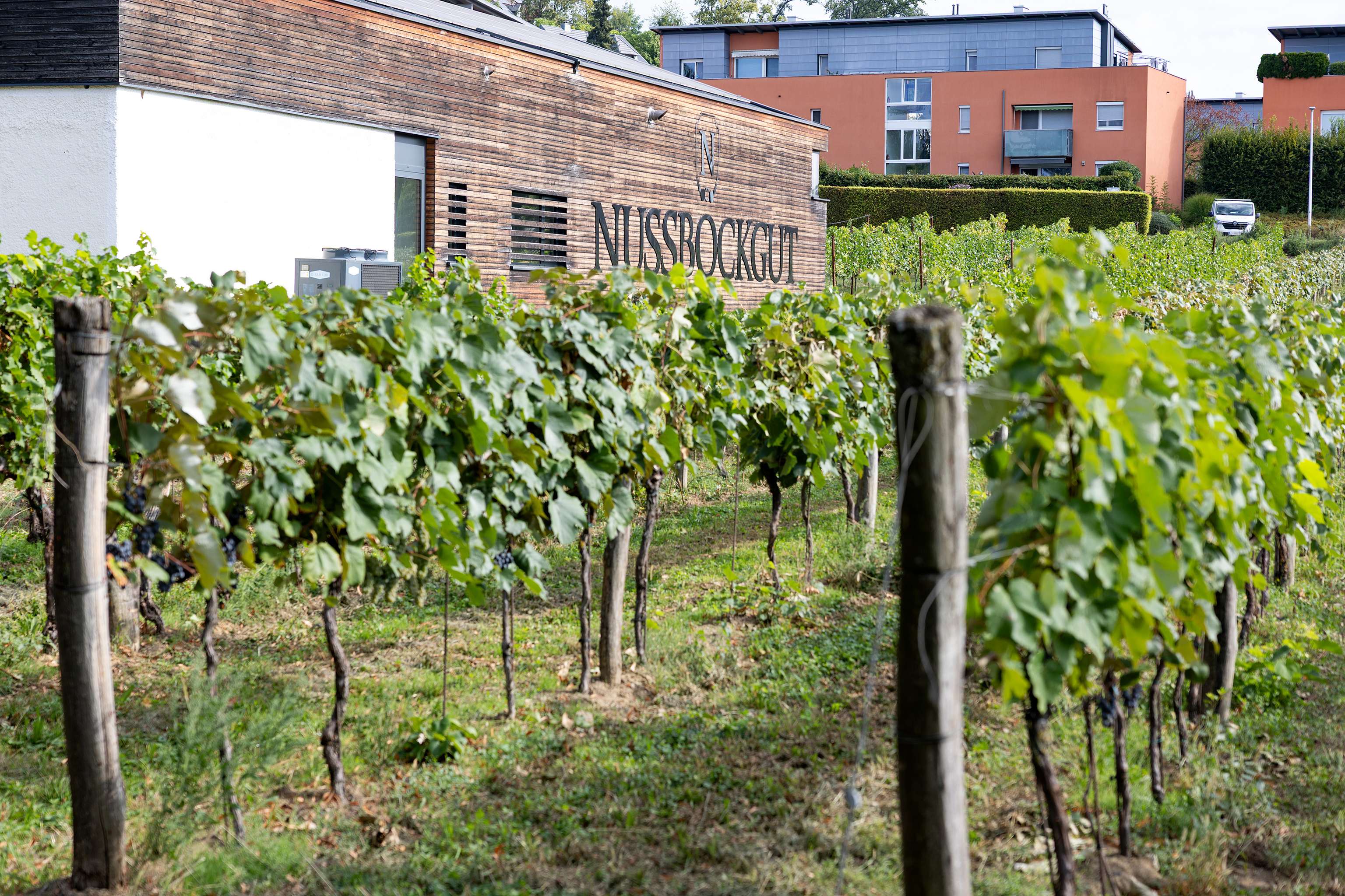 Weinreben in Oberösterreich