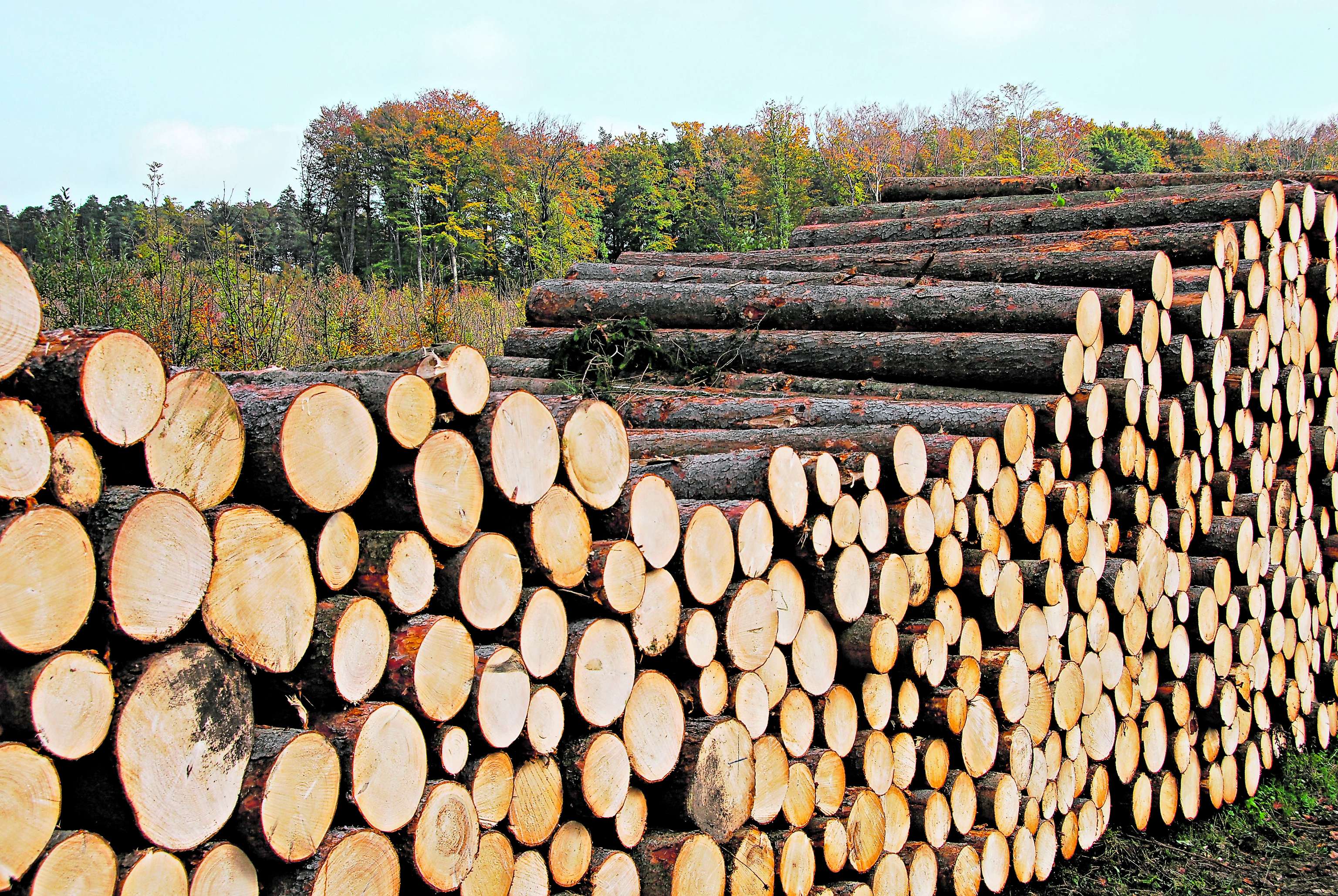 Holzstämme am Lagerplatz