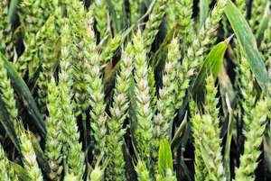 Pilzkrankheit bei Getreide