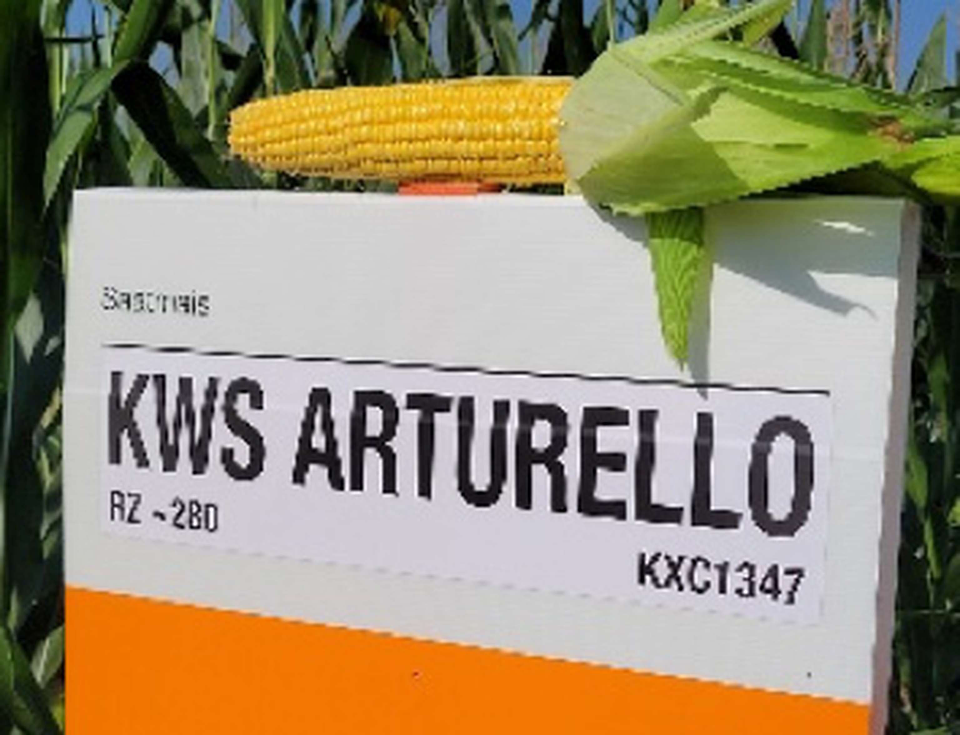 KWS Arturello glänzt überall.
