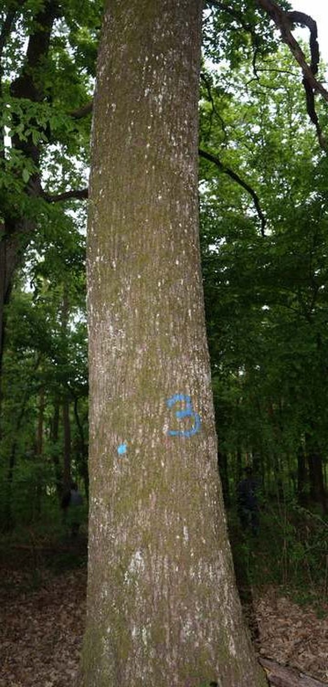 05w Veteranenbaum