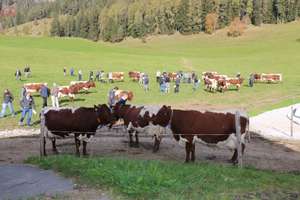 Pinzgauer Rinder Saalfelden