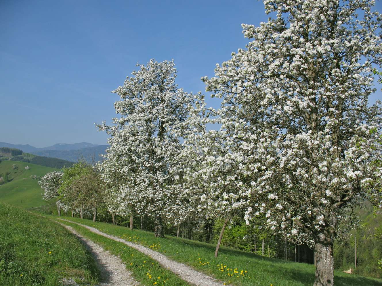 Blühende Obstbäume am Wegesrand.
