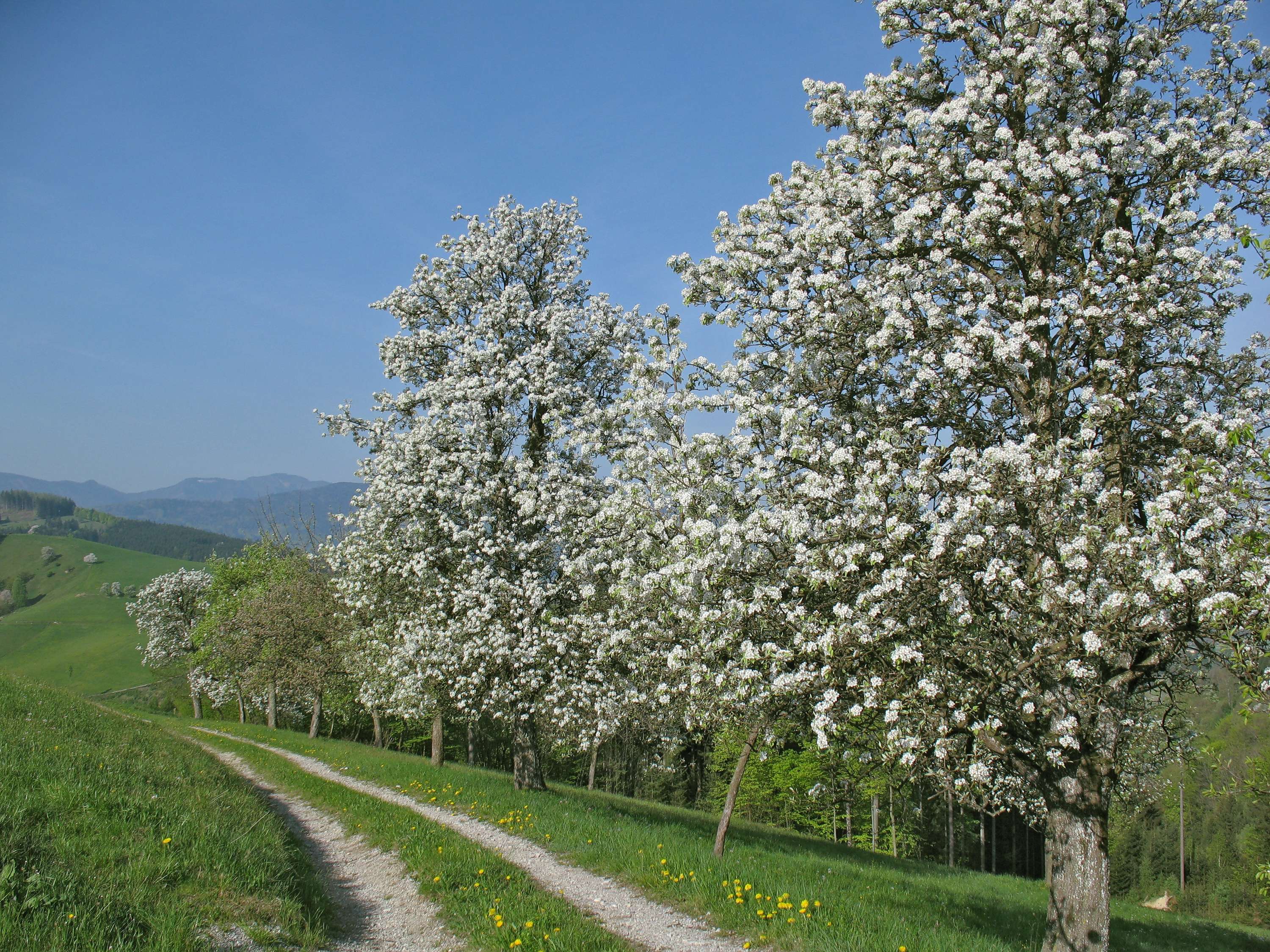 Blühende Obstbäume am Wegesrand.
