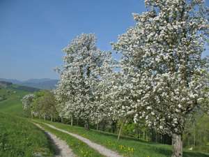 Blühende Obstbäume am Wegesrand.