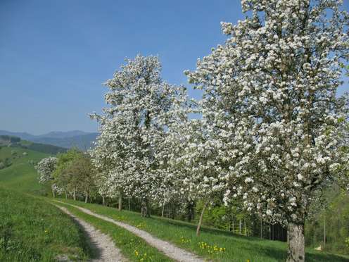Blühende Obstbäume am Wegesrand.