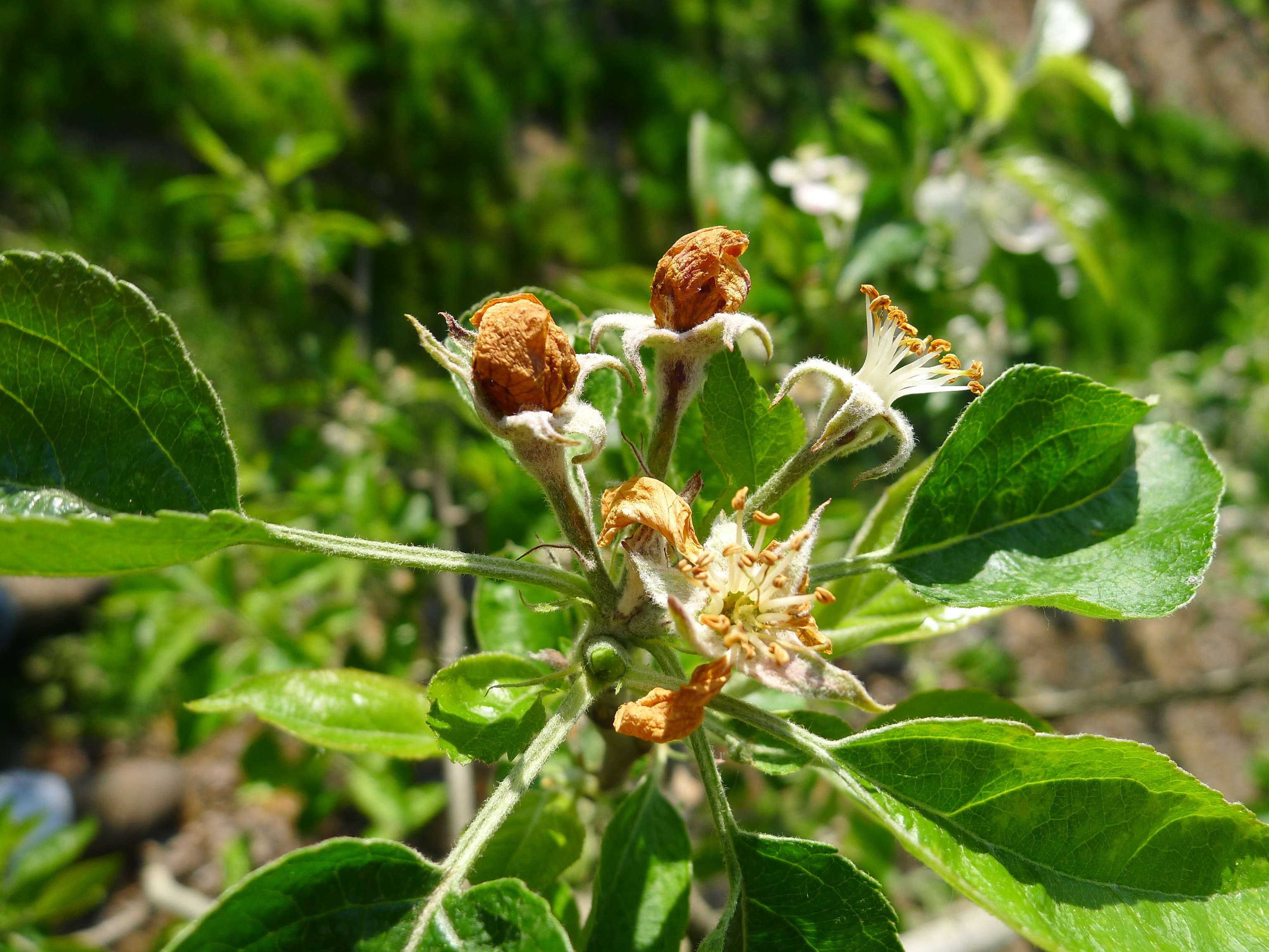 Vertrocknete Blütenblätter