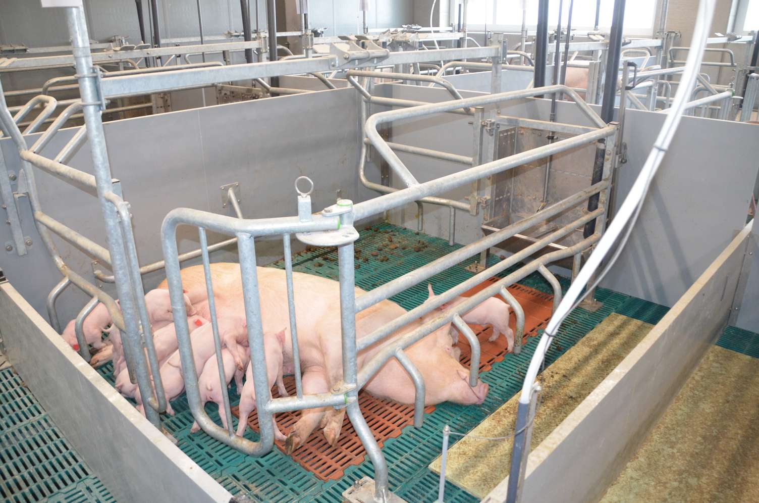 Sau mit Ferkeln in einem Abferkelstall, umgeben von Metallgittern und Spaltenboden für sichere Aufzucht.