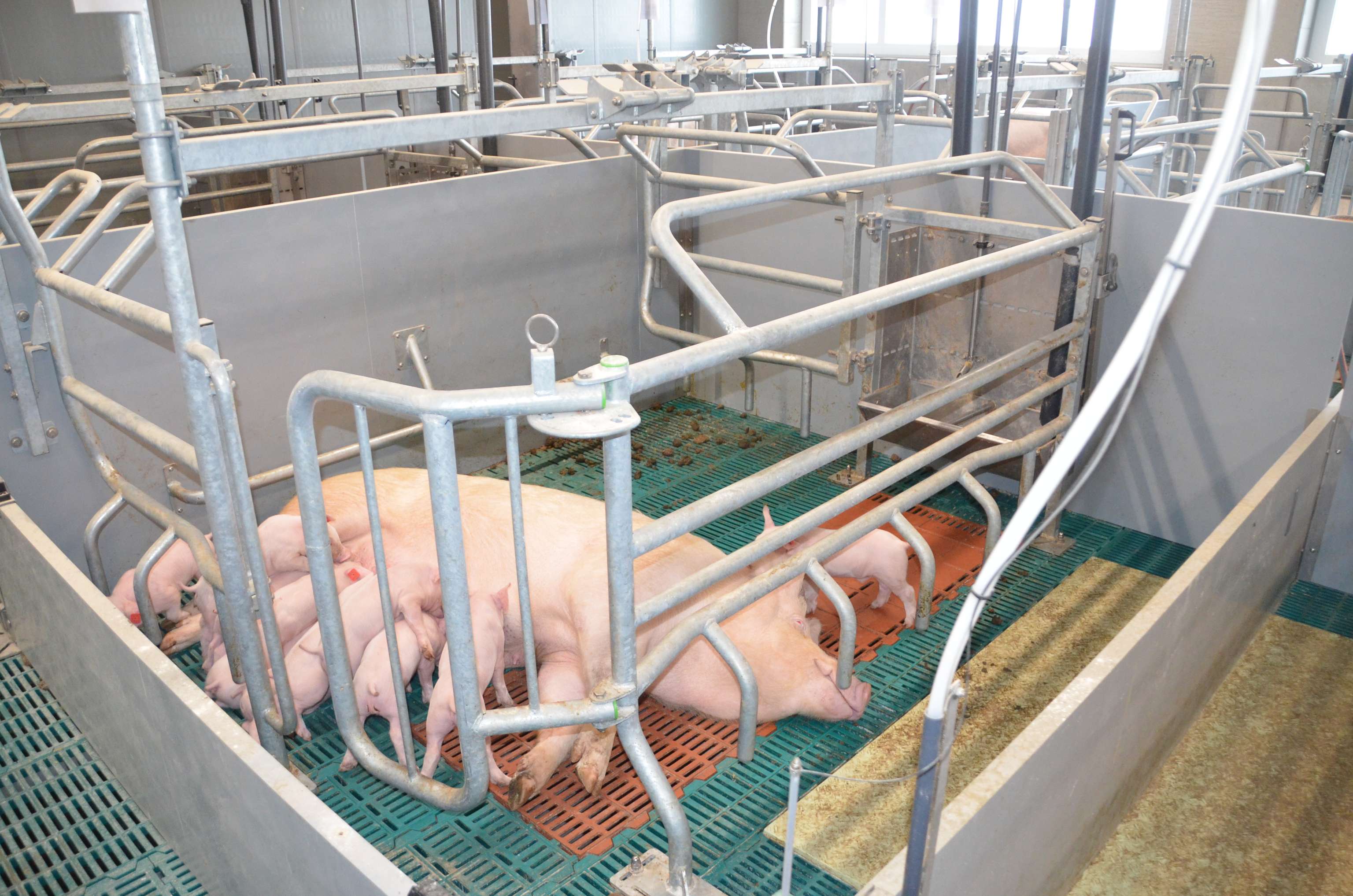 Sau mit Ferkeln in einem Abferkelstall, umgeben von Metallgittern und Spaltenboden für sichere Aufzucht.