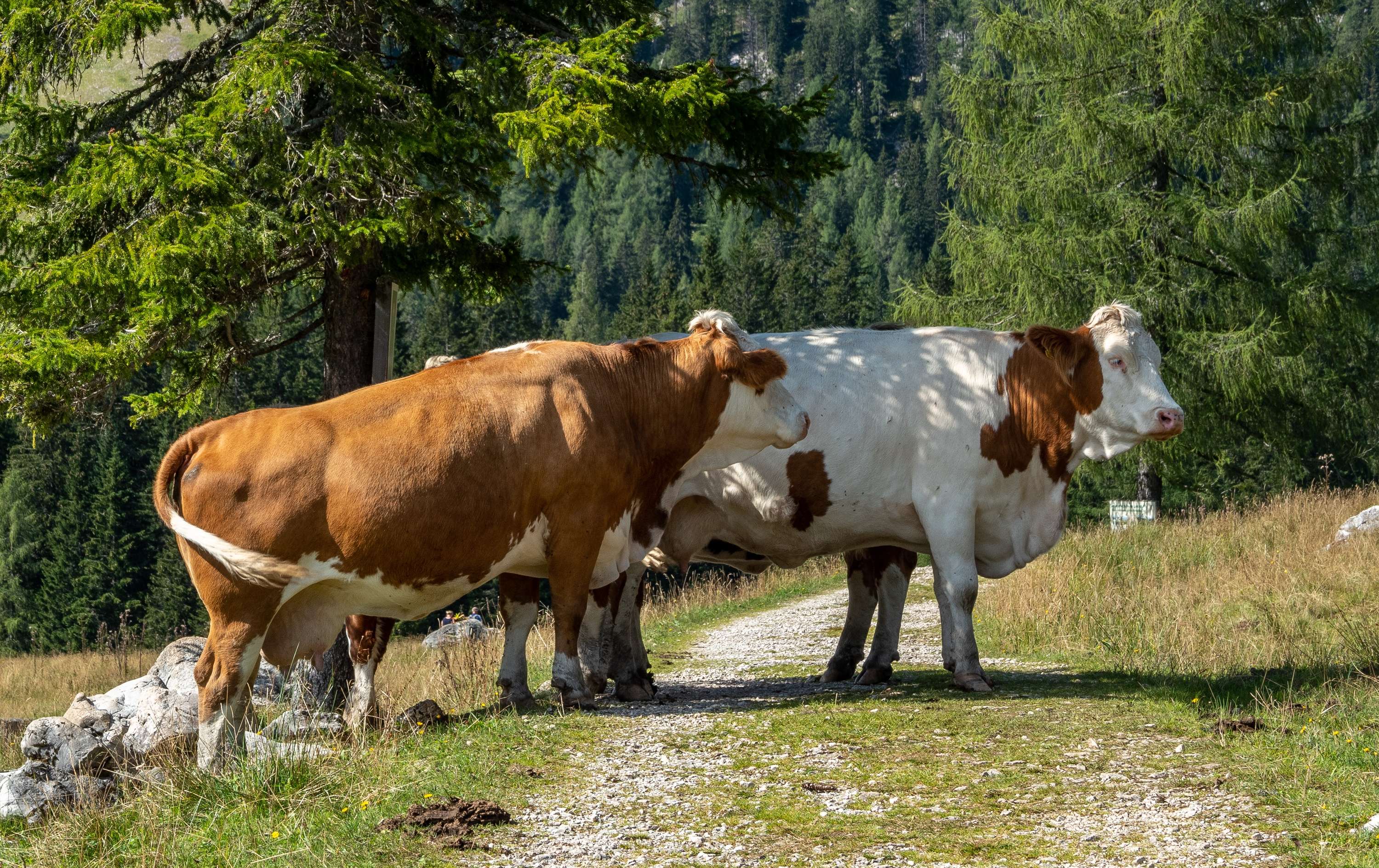 Weidevieh auf der Alm Milchkuhprämie