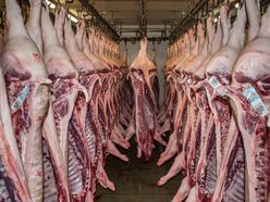 Schlachthälften von Schweinen hängen in einem hellen Kühlhaus