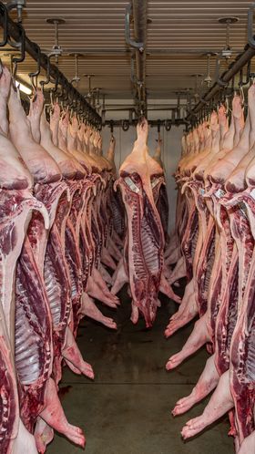 Schlachthälften von Schweinen hängen in einem hellen Kühlhaus