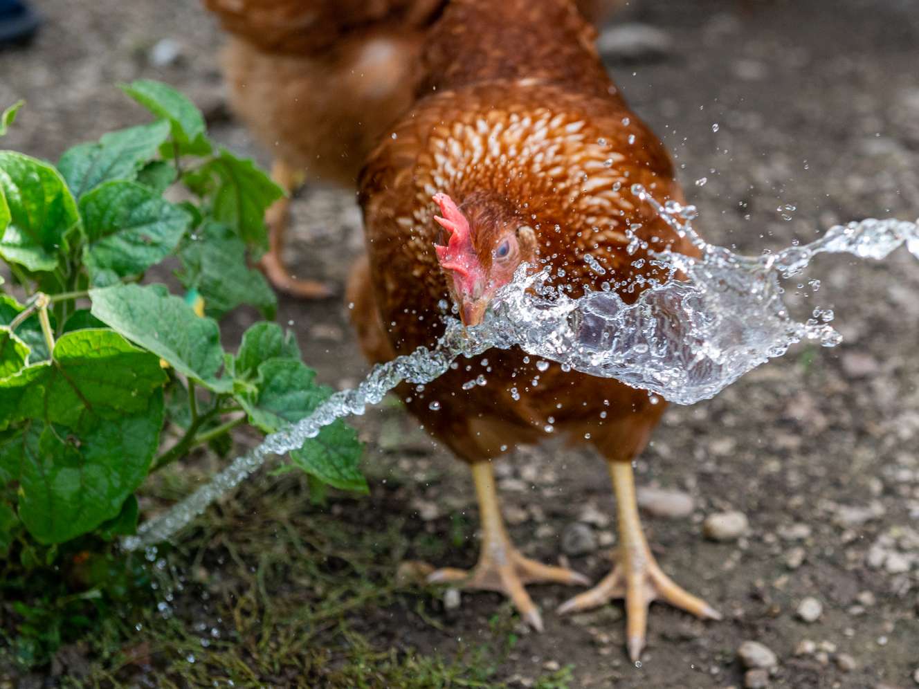 Trinkendes Huhn