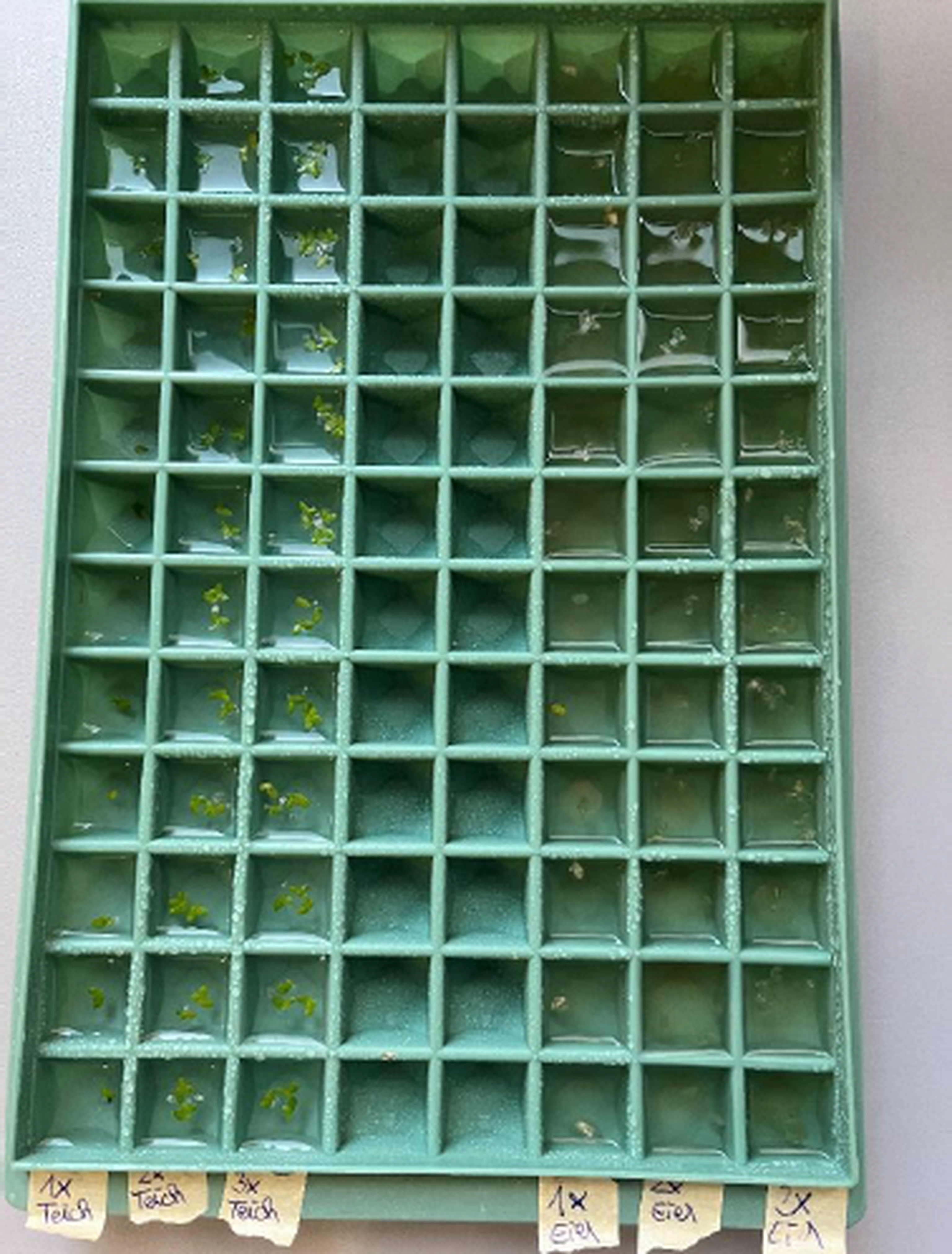 Versuch mit der Sorte "Kleine Wasserlinse"