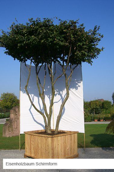 Bild von Anzeige: Blumentrögebau mit Baum- Gartenbau -  Säge und Hobelwerk-  Tischlerei 