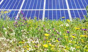Bunte Wildblumenwiese mit gelben, weißen und lila Blüten vor blauen Solarpanelen eines Solarparks.