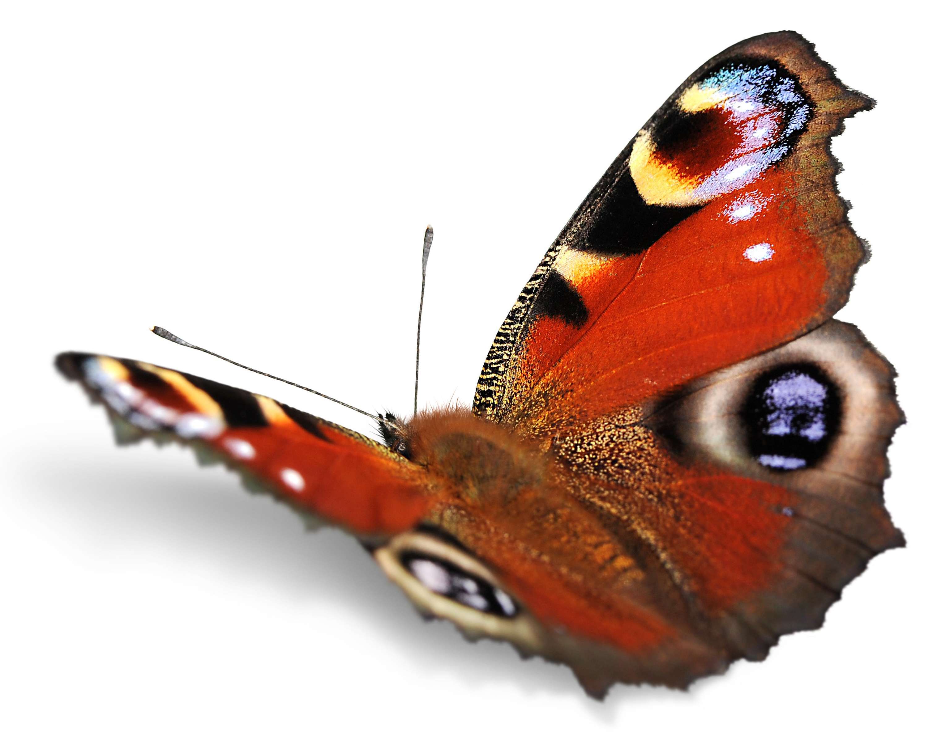 Schmetterling in Nahaufnahme und freigestellt