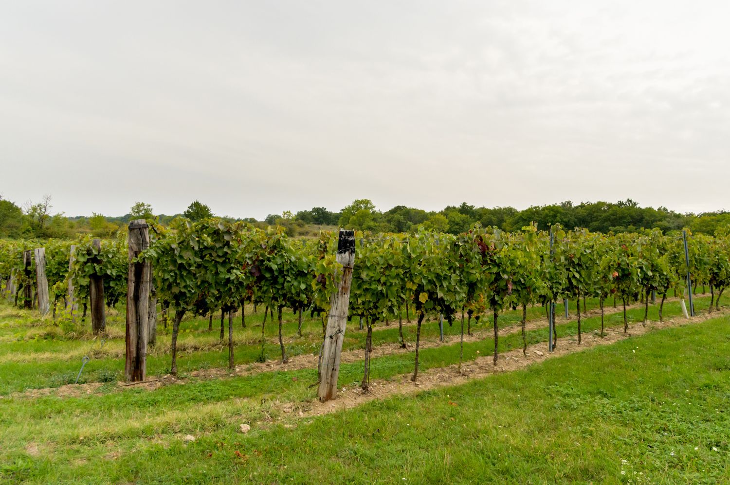 Wein.jpg