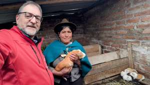 Ein älterer Mann mit Brille und eine indigene Frau mit Hut halten Meerschweinchen in einem Backsteingehege in Südamerika.