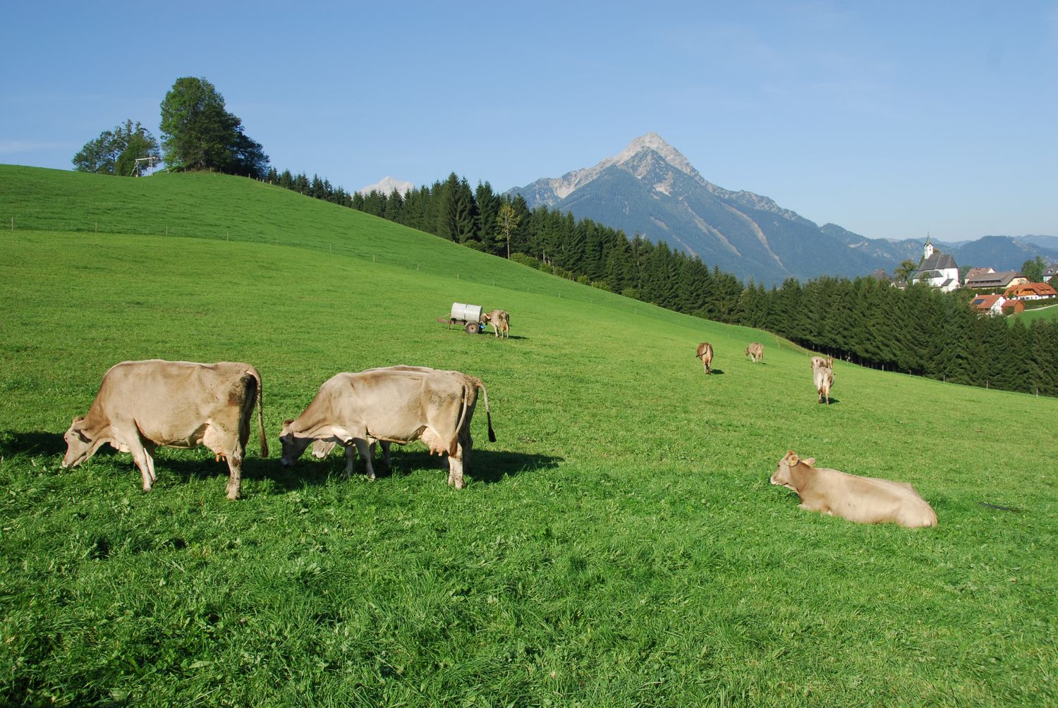 Braunvieh Weide 18 ID27228