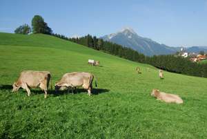Braunvieh Weide 18 ID27228