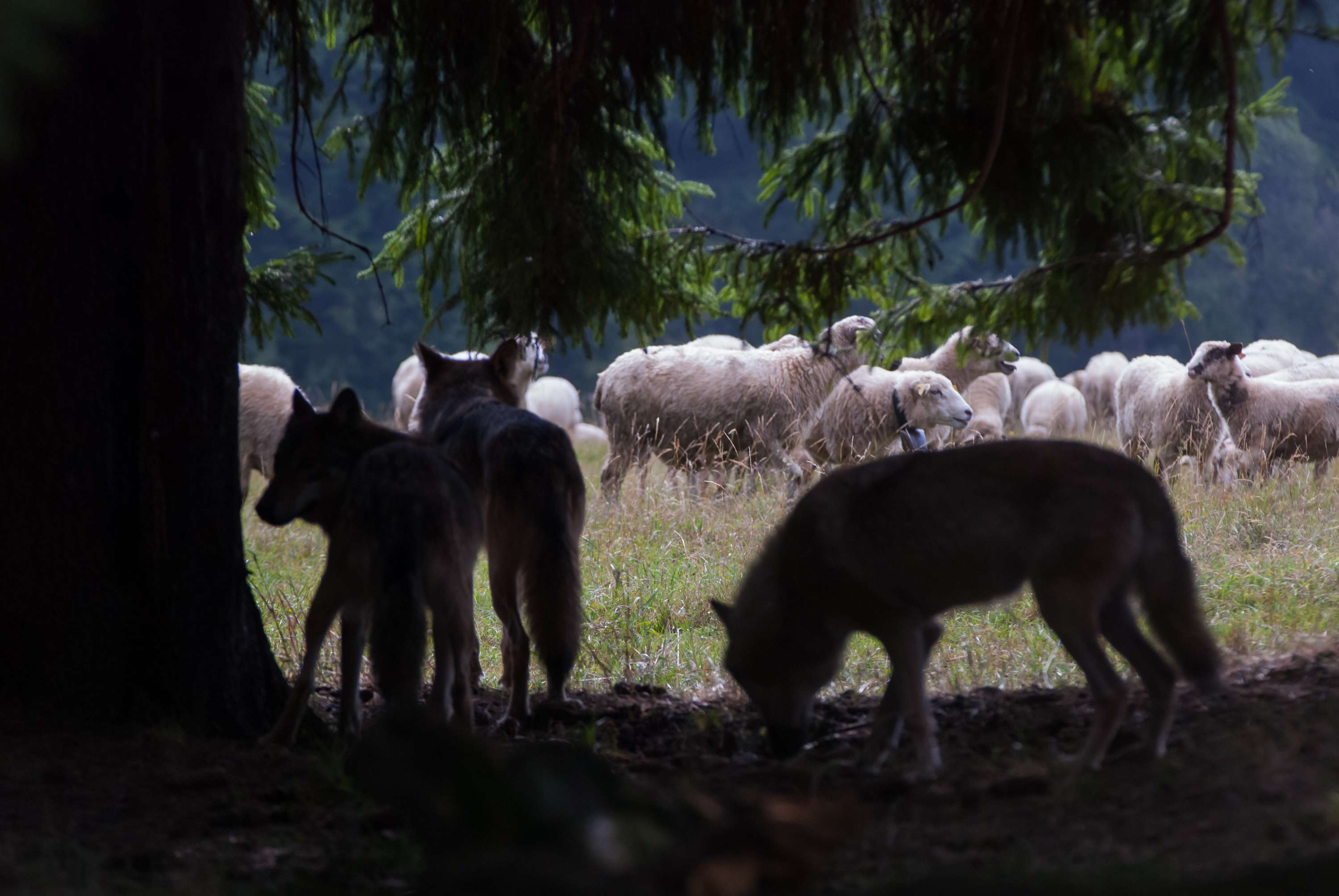 Wölfe lauern im Schatten eines Baumes, während eine Herde Schafe auf einer Wiese im Hintergrund weidet.