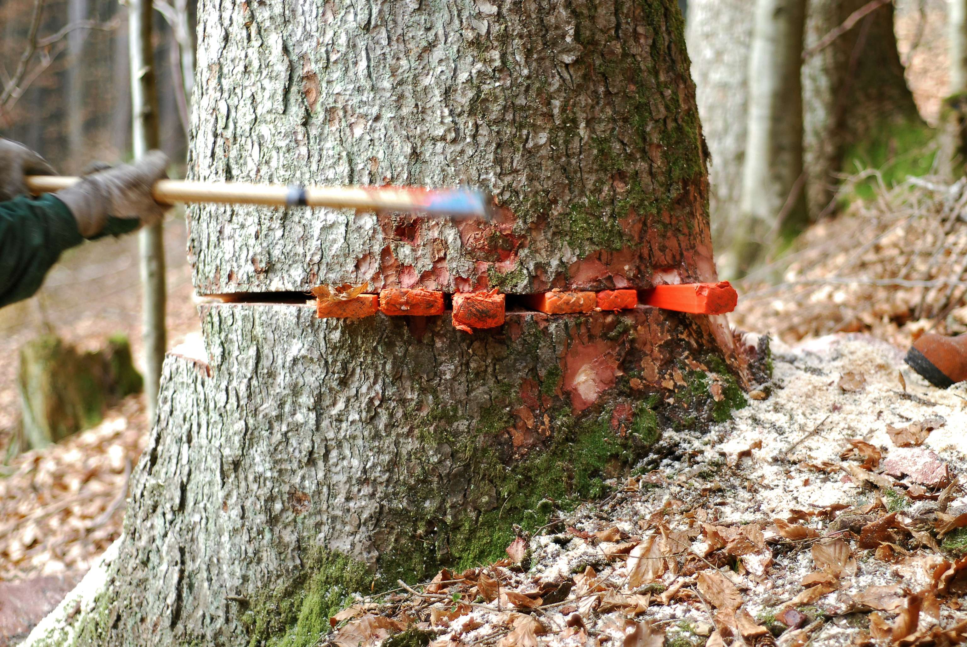 Eine Tanne wird gefällt.