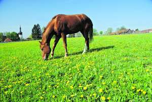 Pferd auf einer Koppel