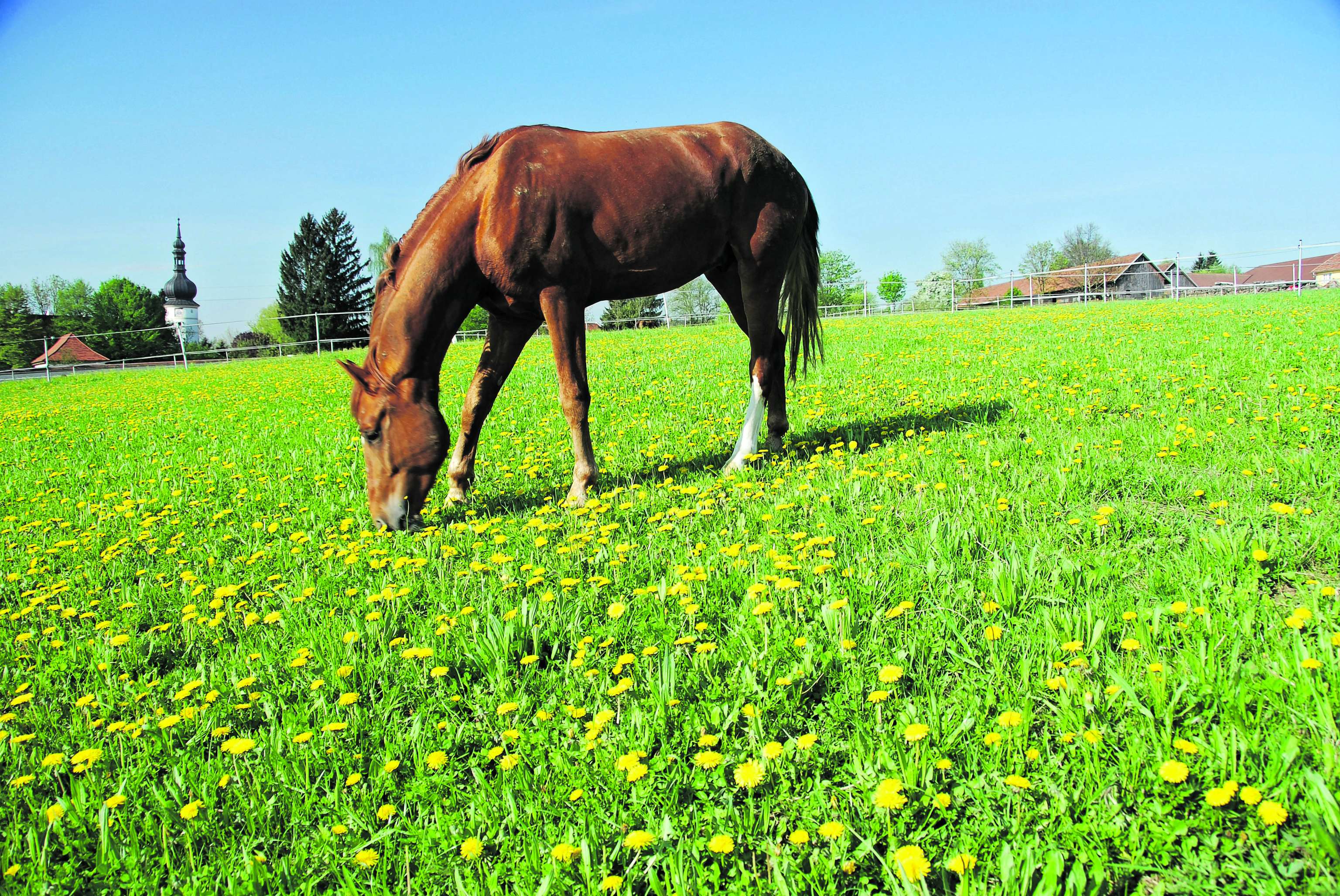 Pferd auf einer Koppel