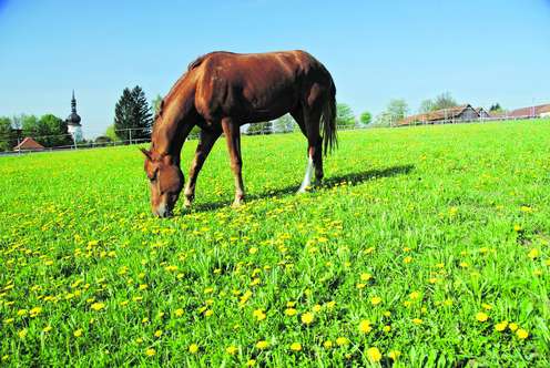 Pferd auf einer Koppel