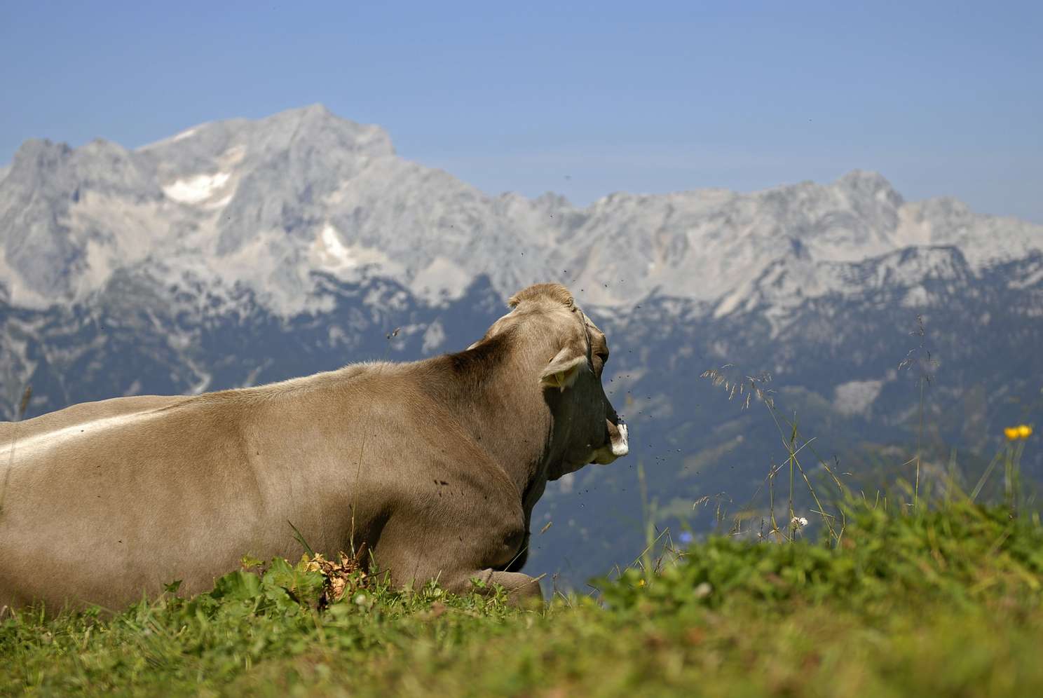 Braunvieh auf der Alm
