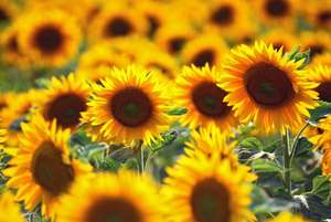 Sonnenblumen