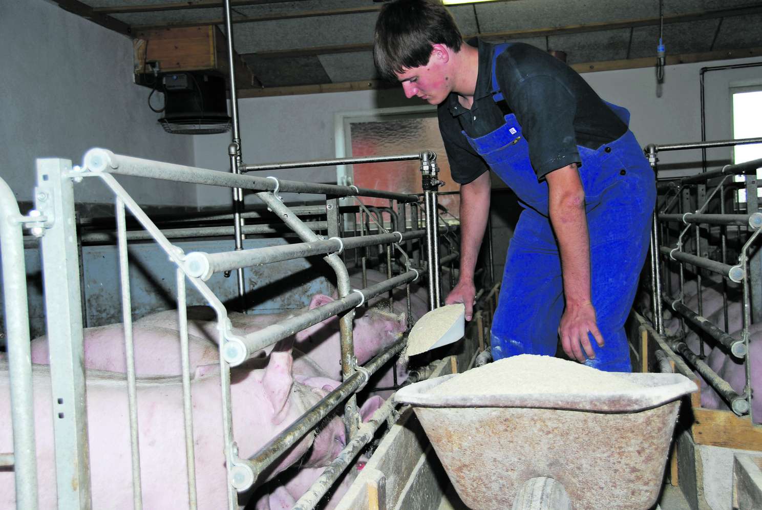 Zivildiener füttert Schweine