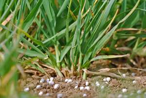 Nahaufnahme von Gerste zu Beginn der Schossphase, die frisch gedüngt wurde.