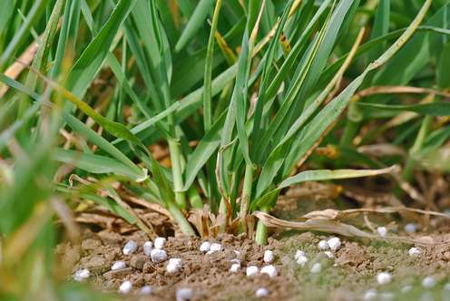 Nahaufnahme von Gerste zu Beginn der Schossphase, die frisch gedüngt wurde.