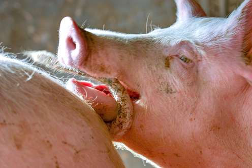 Ein Schwein beißt den Schwanz eines anderen Schweins.