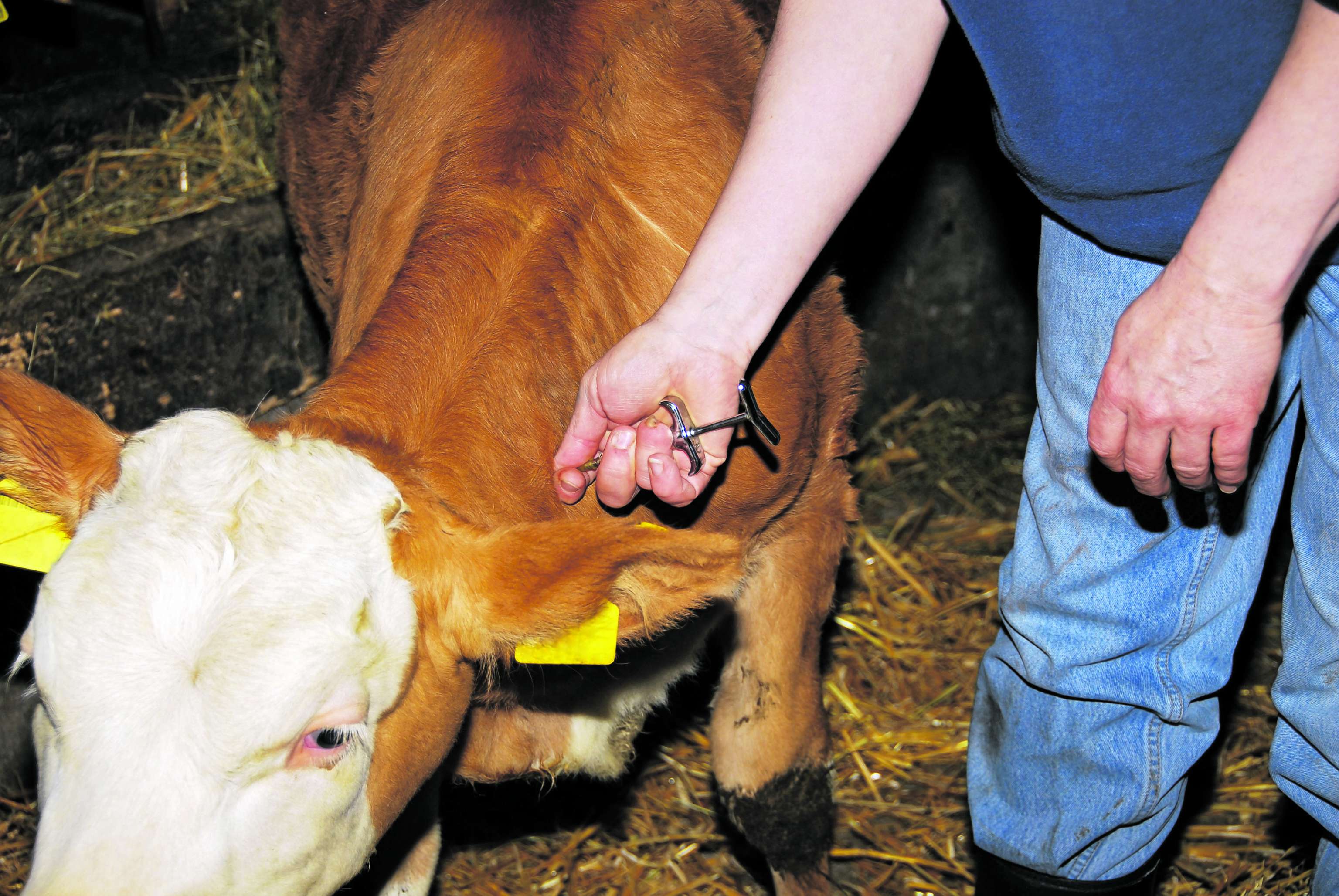Einem Rind wird eine Narkose gegeben