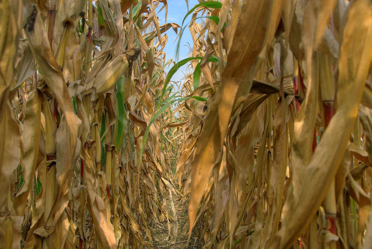 Mais_erntereif