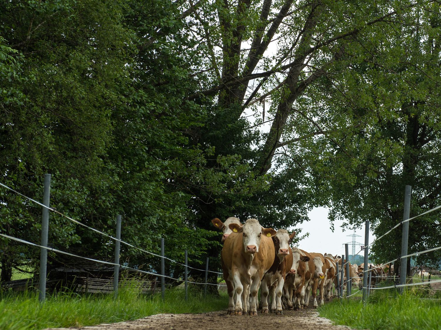 Geänderte Weideregelungen bringen für einige Bio-Betriebe Probleme mit sich.