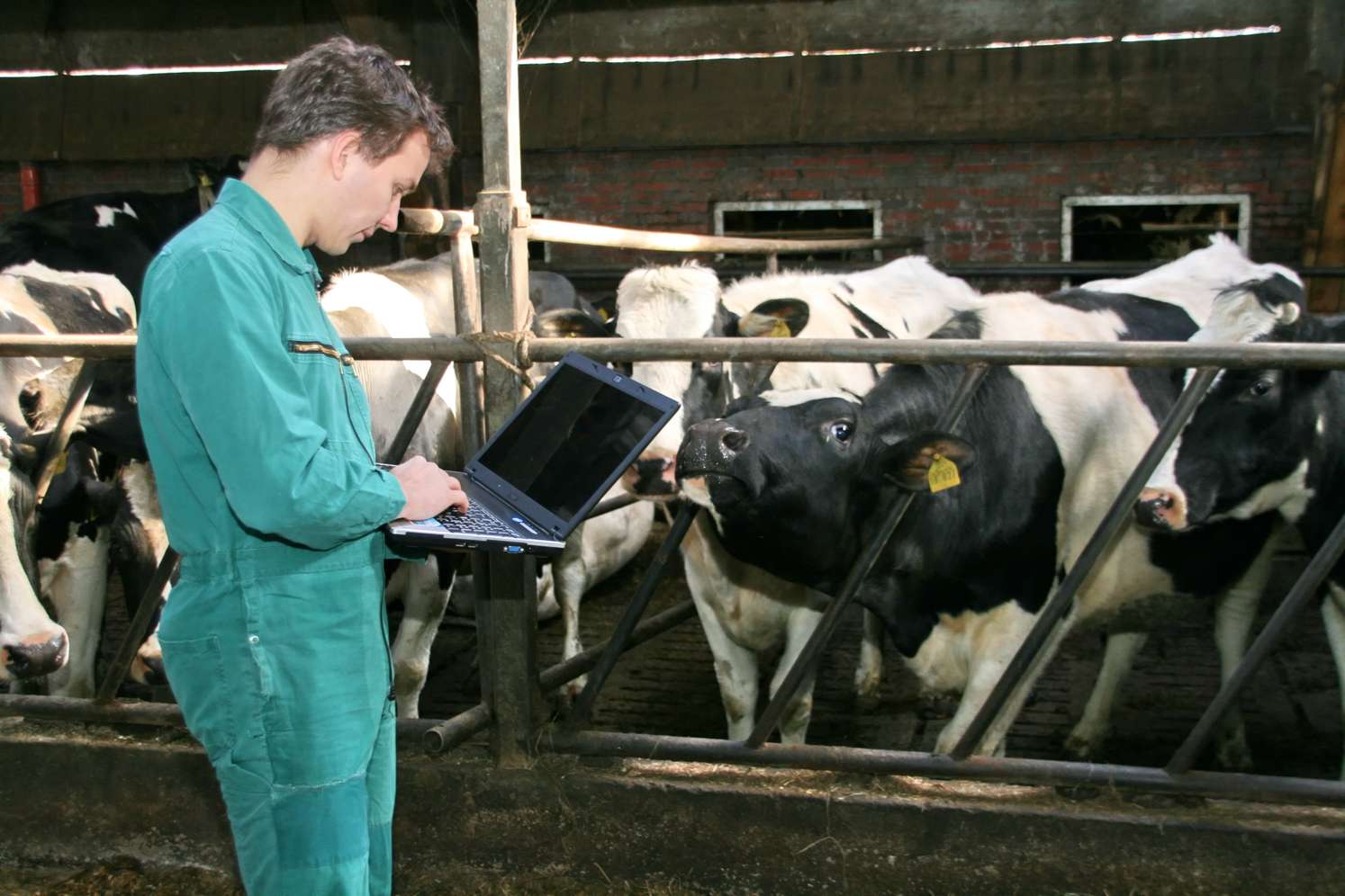 Landwirt im grünen Overall arbeitet mit einem Laptop im Kuhstall, umgeben von schwarz-weißen Milchkühen.