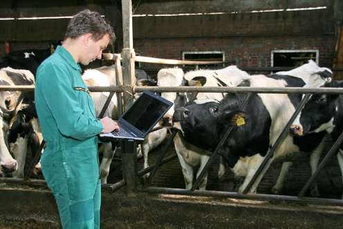 Landwirt im grünen Overall arbeitet mit einem Laptop im Kuhstall, umgeben von schwarz-weißen Milchkühen.