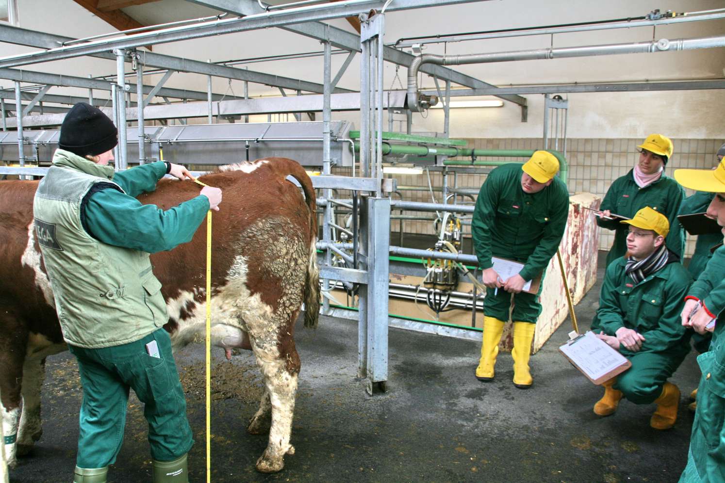 Studenten betrachten im Stall ein Rind genauer.